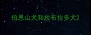 伯恩山犬和拉布拉多犬