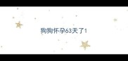 狗狗怀孕63天了