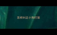 怎样纠正小狗打架