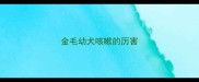 金毛幼犬咳嗽的厉害