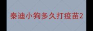 泰迪小狗多久打疫苗