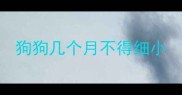 狗狗几个月不得细小