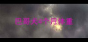 巴哥犬4个月体重