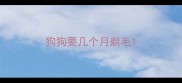 狗狗要几个月剃毛