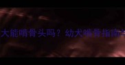 哈士奇4个月大能啃骨头吗幼犬啃骨指南与科学喂养全