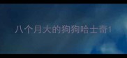 八个月大的狗狗哈士奇