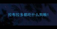 拉布拉多都吃什么狗粮