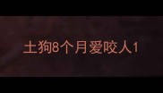 土狗8个月爱咬人