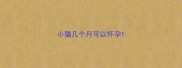 小猫几个月可以怀孕
