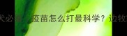 边境牧羊犬幼犬必看疫苗怎么打最科学边牧家长必存指南