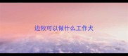 边牧可以做什么工作犬