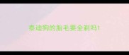 泰迪狗的胎毛要全剃吗