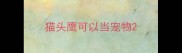 猫头鹰可以当宠物