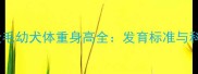 三个月大公金毛幼犬体重身高全发育标准与科学养护指南