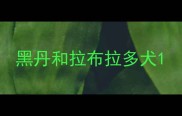 黑丹和拉布拉多犬