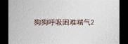 狗狗呼吸困难喘气