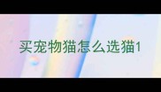 买宠物猫怎么选猫