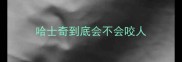 哈士奇到底会不会咬人