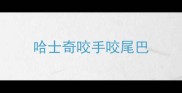 哈士奇咬手咬尾巴
