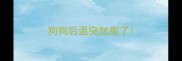 狗狗后退突然瘸了