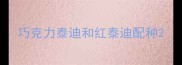 巧克力泰迪和红泰迪配种