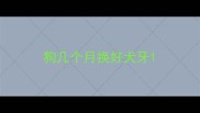 狗几个月换好犬牙