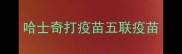 哈士奇打疫苗五联疫苗
