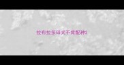 拉布拉多母犬不肯配种