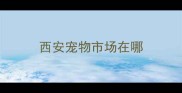 西安宠物市场在哪