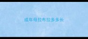 成年母拉布拉多多长