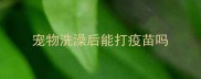 宠物洗澡后能打疫苗吗