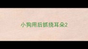 小狗用后抓挠耳朵