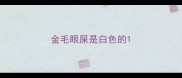 金毛眼屎是白色的