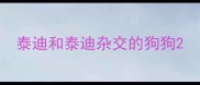 泰迪和泰迪杂交的狗狗