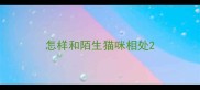 怎样和陌生猫咪相处