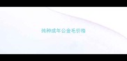 纯种成年公金毛价格