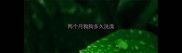 两个月狗狗多久洗澡