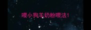 喂小狗羊奶粉喂法