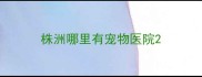 株洲哪里有宠物医院