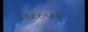 金毛夏天严重掉毛