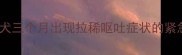 拉布拉多幼犬三个月出现拉稀呕吐症状的紧急处理指南