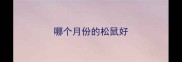 哪个月份的松鼠好