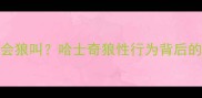 90哈士奇都会狼叫哈士奇狼性行为背后的科学训练法