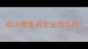 临沂哪里有卖宠物狗的