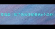 黑白长毛狗推荐清单除了边牧还能养这6个品种附养护全攻略