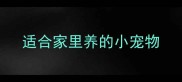 适合家里养的小宠物
