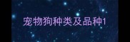 宠物狗种类及品种
