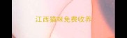 江西猫咪免费收养