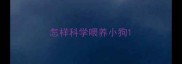 怎样科学喂养小狗