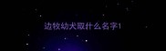 边牧幼犬取什么名字